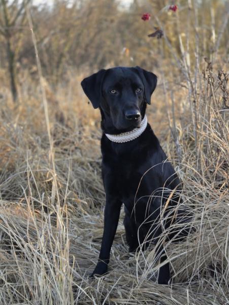 Greta